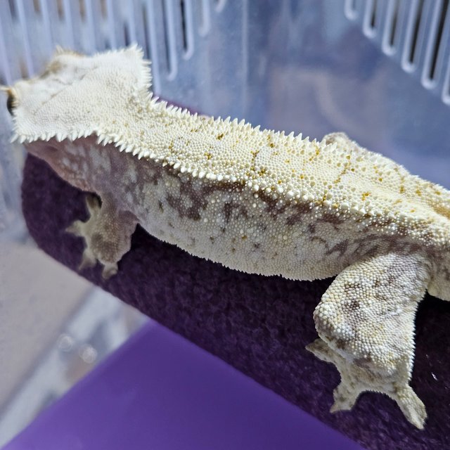 노멀 트라이 레드