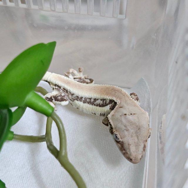 릴리화이트 솔리드백 화이트