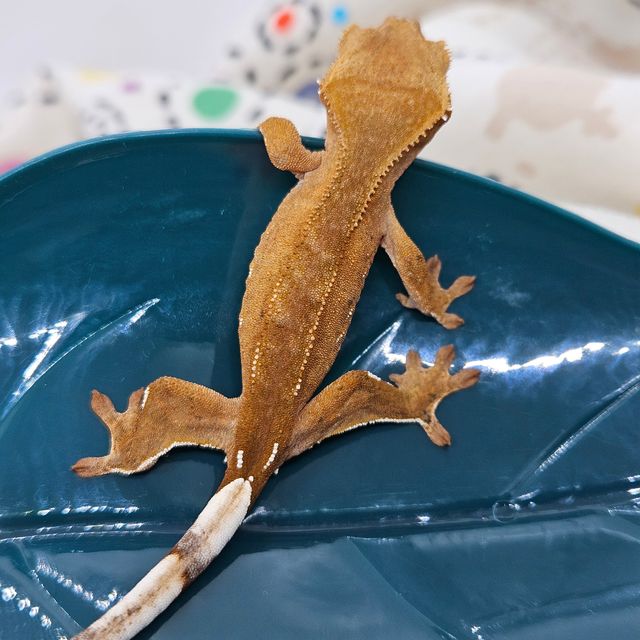 바이 레드 화이트포트홀