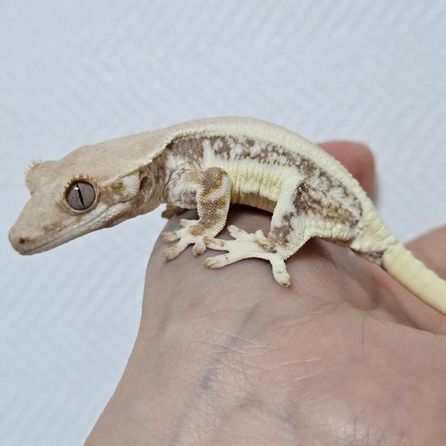 릴리화이트 솔리드백 화이트