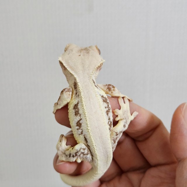 릴리화이트 레드 솔리드백