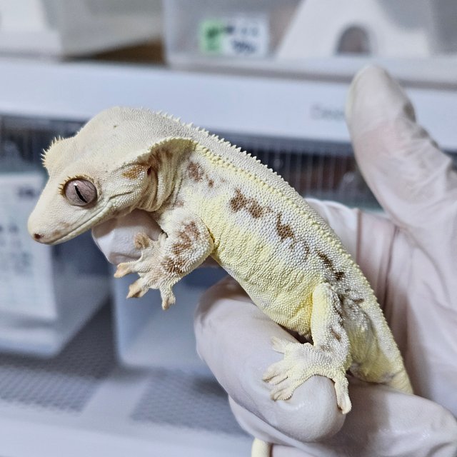 릴리화이트 레드