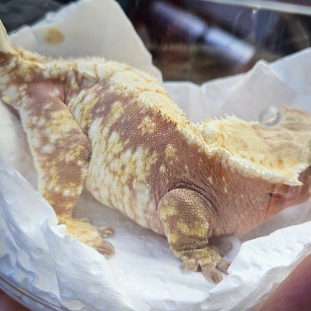 노멀 레드 트라이 화이트스팟