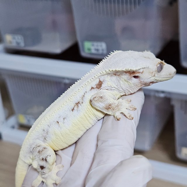 릴리화이트 레드