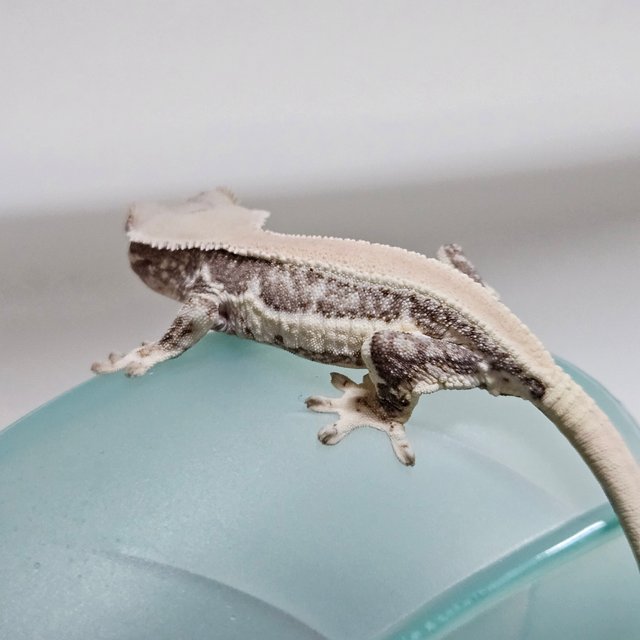 릴리화이트 화이트 솔리드백