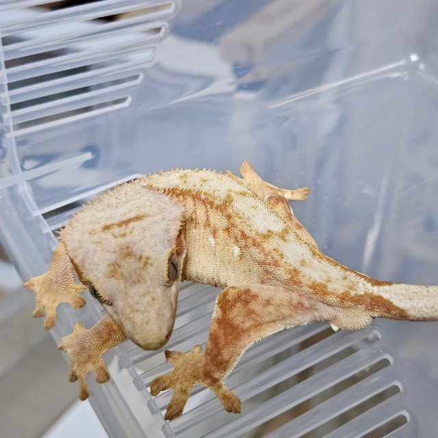 팬텀 스트로베리