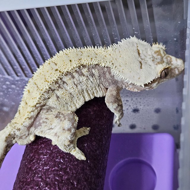 노멀 트라이 레드