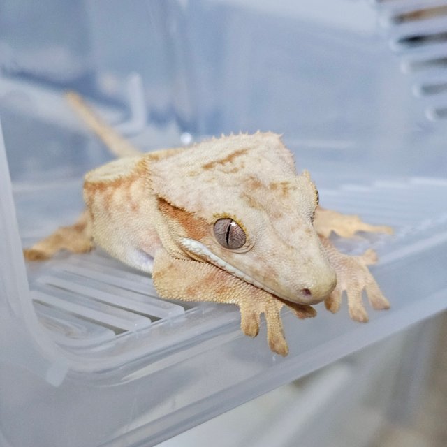 팬텀 스트로베리