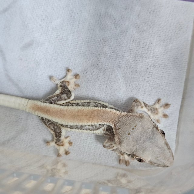 릴리화이트 솔리드백 화이트