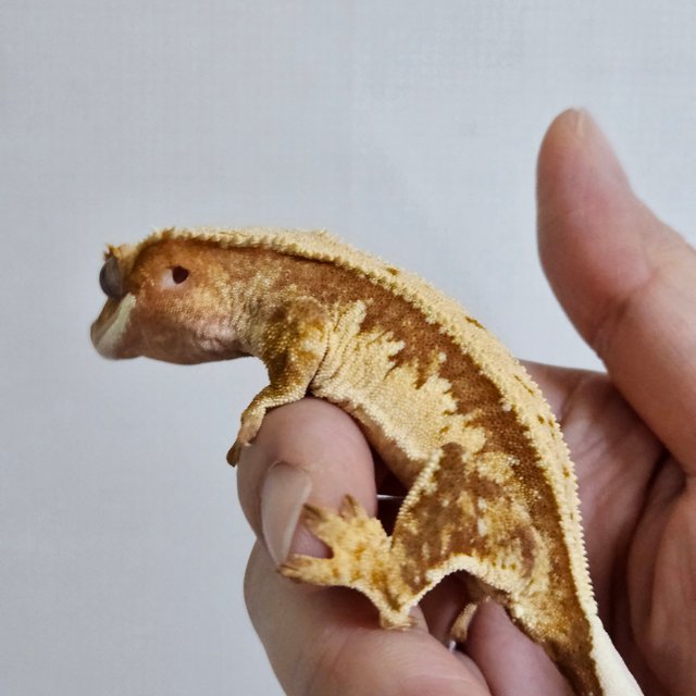 노멀 풀핀 레드 드리피