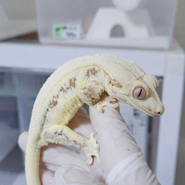 릴리화이트 레드