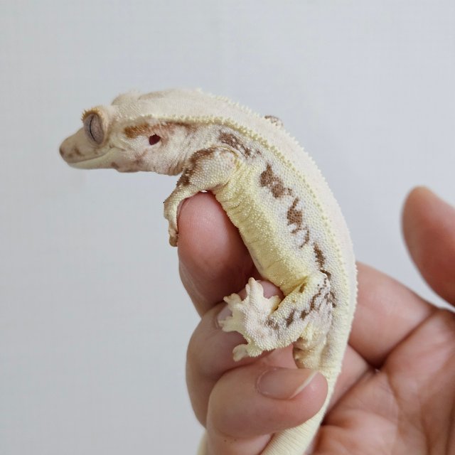 릴리화이트 레드 솔리드백