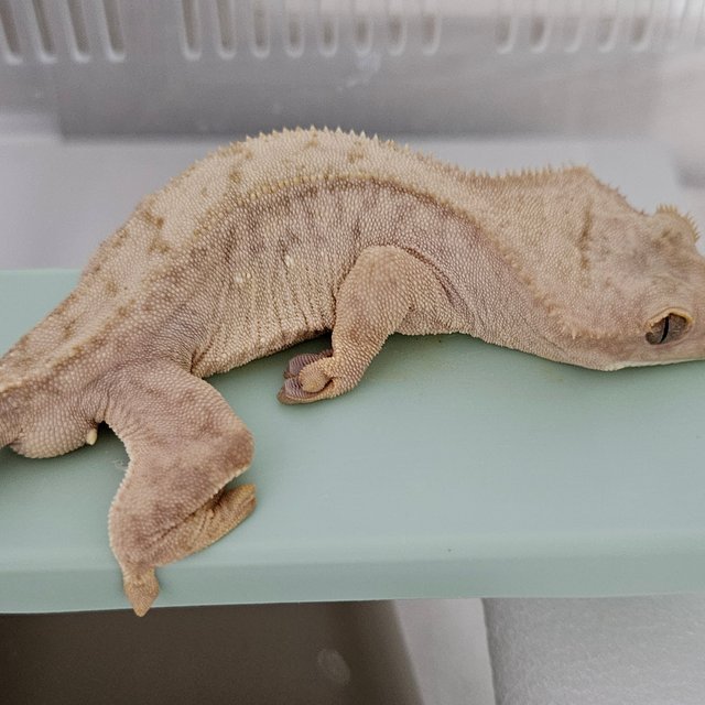 팬텀 스트로베리