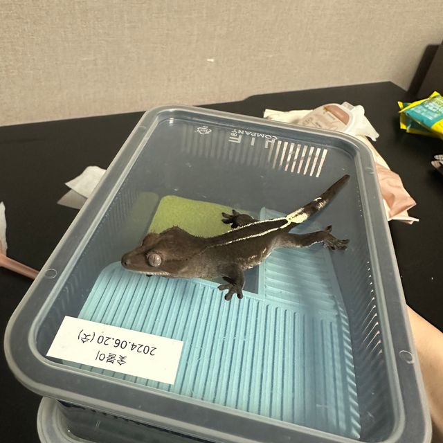 아잔틱