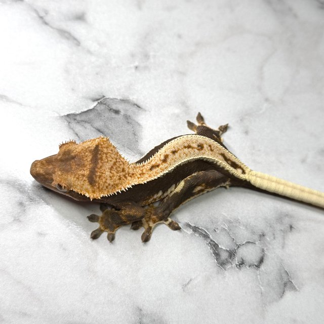 릴리100%헷아잔틱