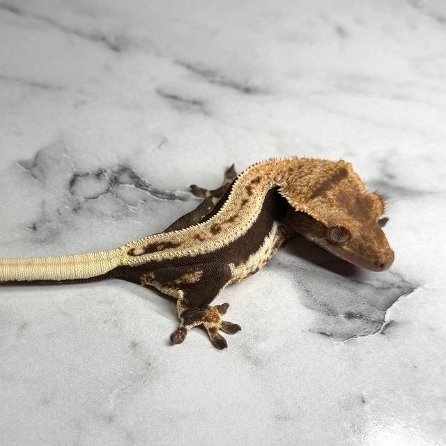 릴리100%헷아잔틱