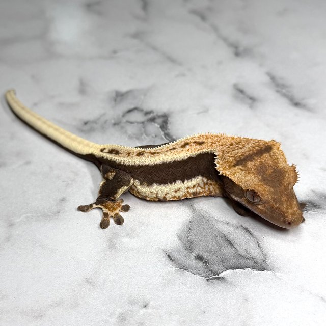 릴리100%헷아잔틱