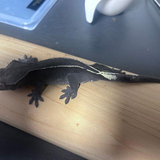 아잔틱
