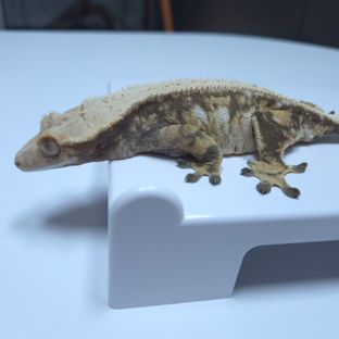 노멀 드리피 화이트스팟