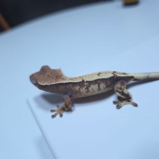 세이블