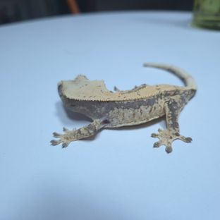 노멀