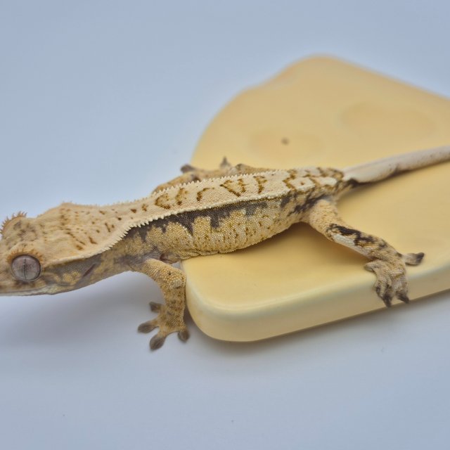 노멀 드리피 화이트스팟