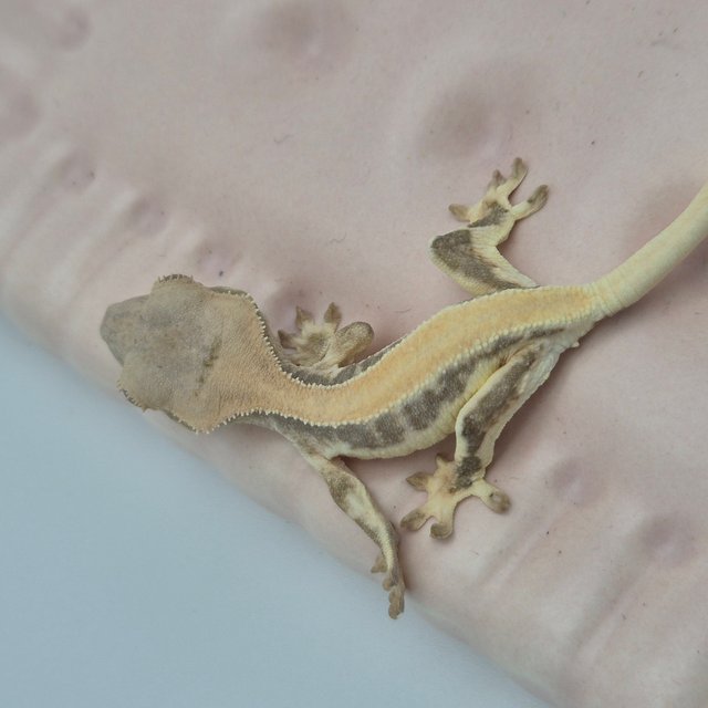 릴리화이트 솔리드백