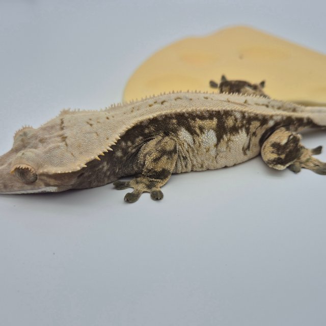 노멀 풀핀 쿼드 드리피 화이트스팟