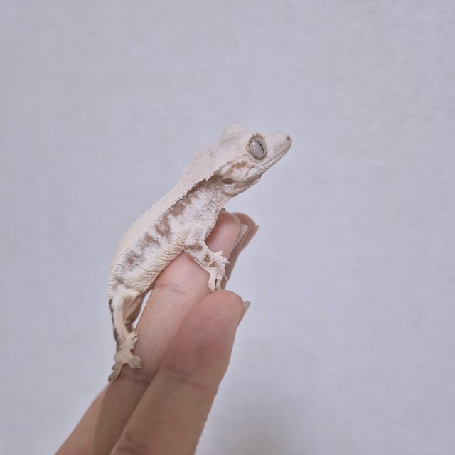 릴리화이트 솔리드백