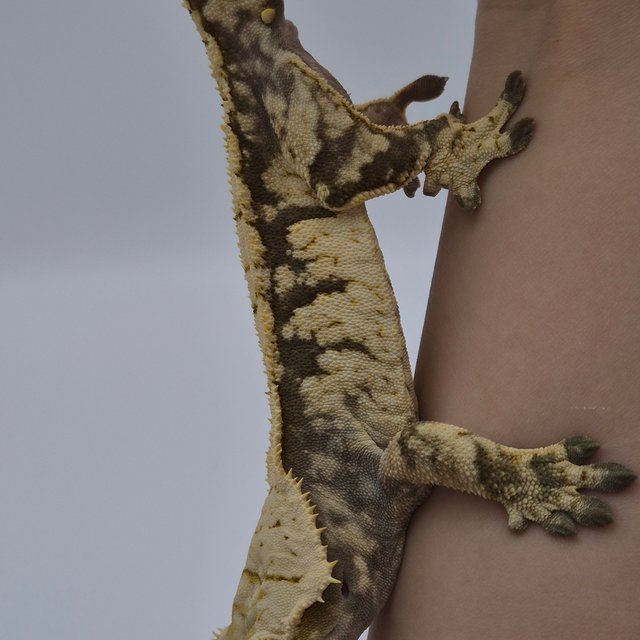 노멀 드리피 화이트스팟