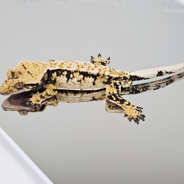 노멀 드리피 화이트스팟