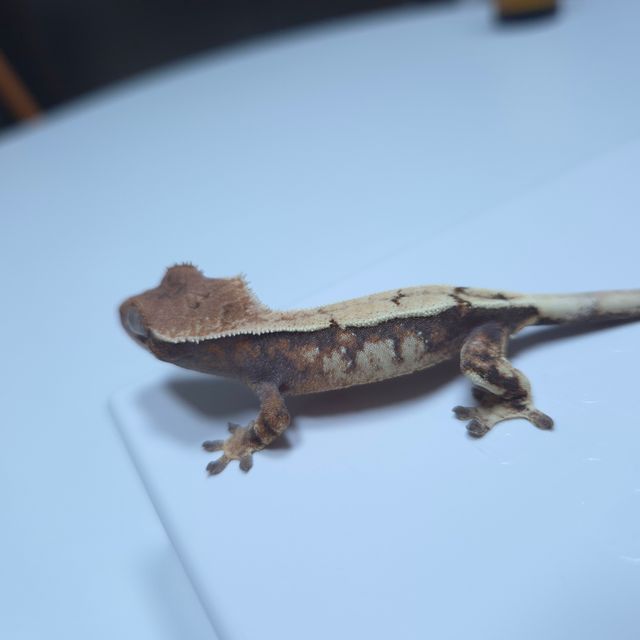 세이블