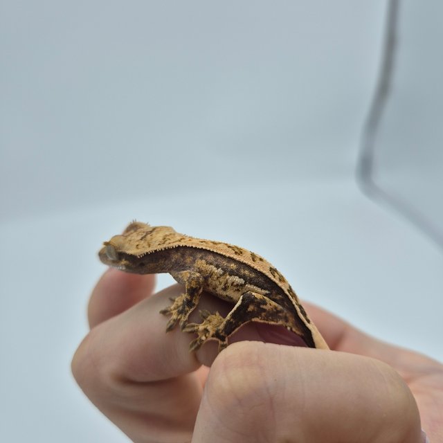 풀핀 화이트스팟 쿼드 노멀