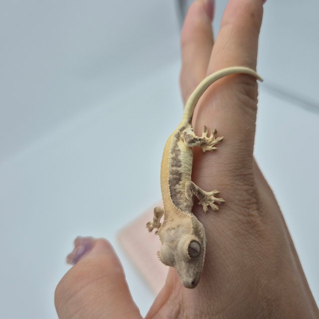 릴리화이트 솔리드백