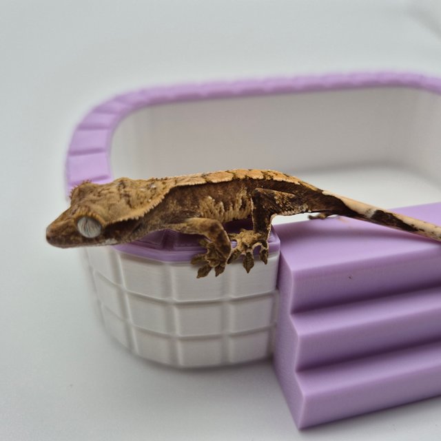 노멀 드리피 화이트스팟