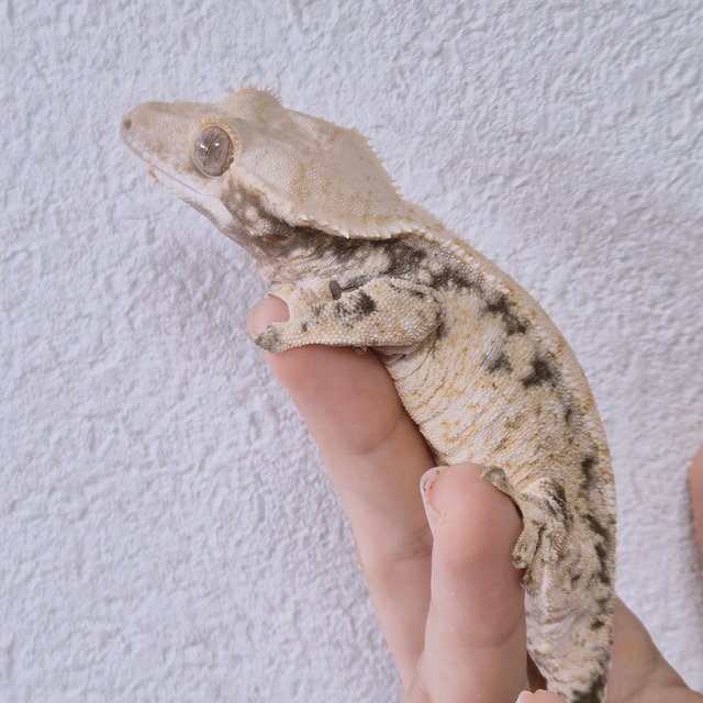 노멀 트라이 드리피