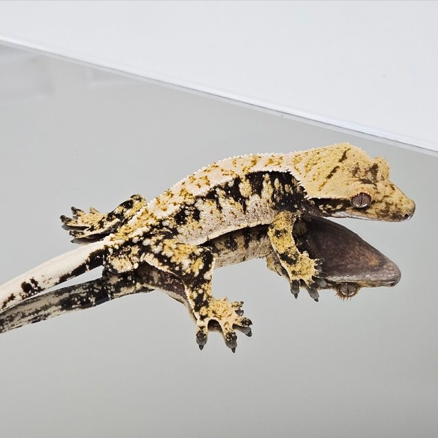 노멀 드리피 화이트스팟