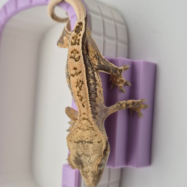 노멀 쿼드 화이트스팟