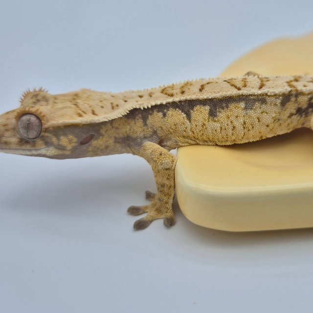 노멀 드리피 화이트스팟