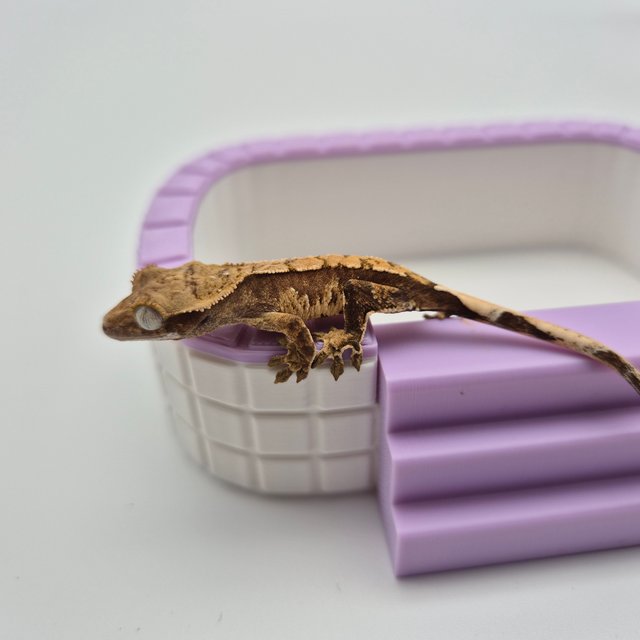 노멀 드리피 화이트스팟