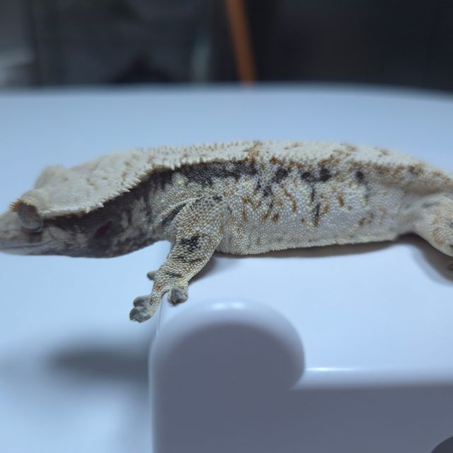 노멀 드리피 화이트스팟