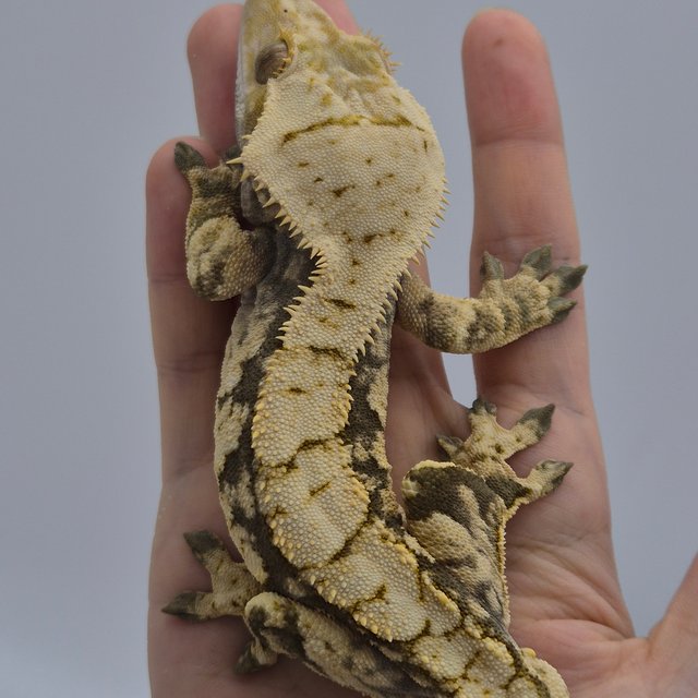 노멀 드리피 화이트스팟