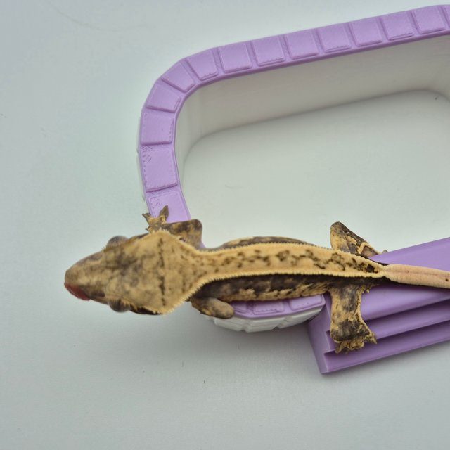 노멀 쿼드 핀스트라이프