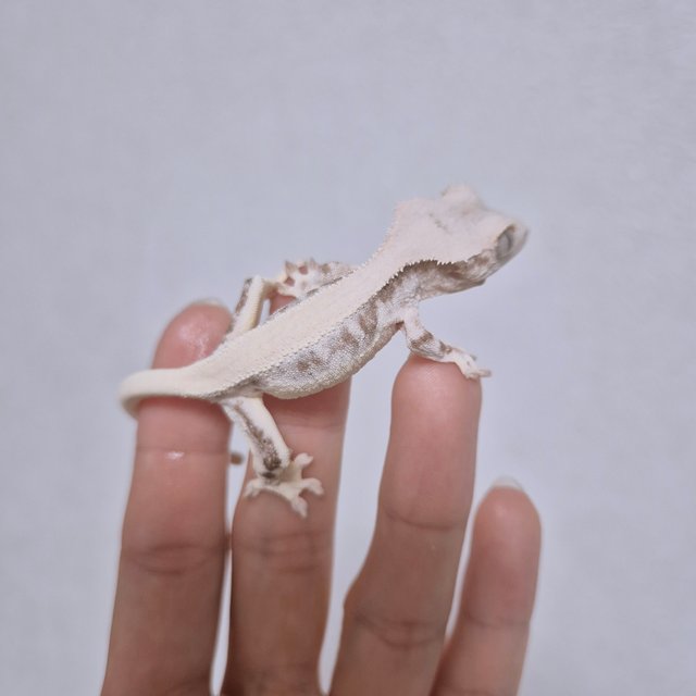 릴리화이트 솔리드백