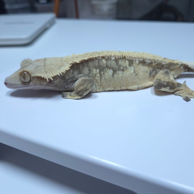 노멀 드리피 화이트스팟