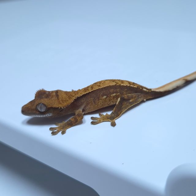 노멀