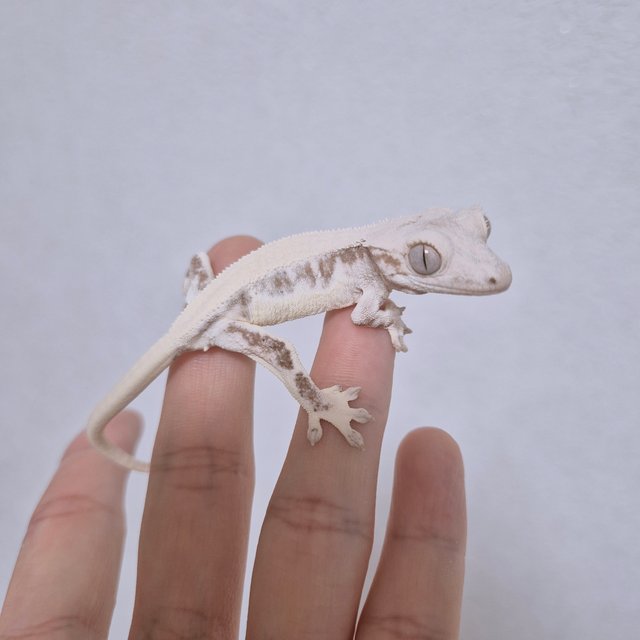 릴리화이트 솔리드백