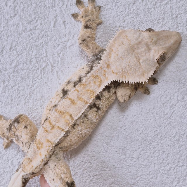 노멀 트라이 드리피