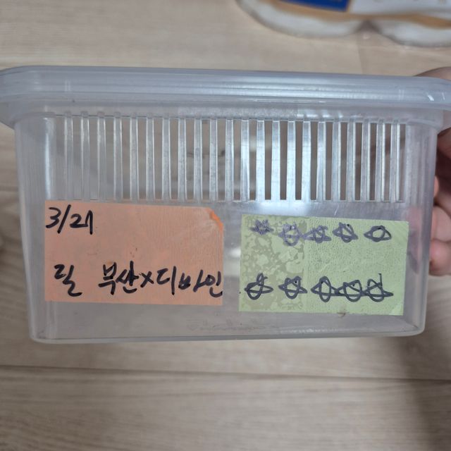 릴리화이트