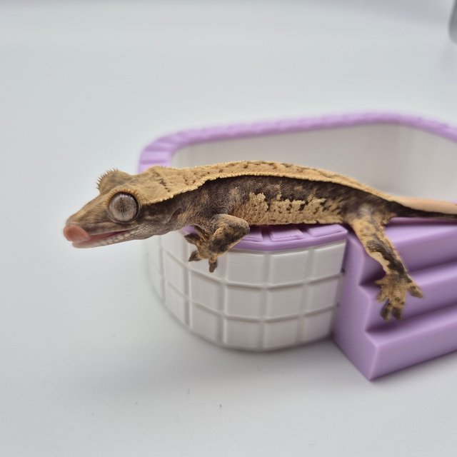 노멀 쿼드 핀스트라이프